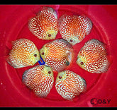 X1 Live Discus Fish - Red Pigeon Discus - Size 3.5in - 4in + USA Stock